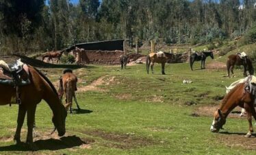 CITY TOUR A CAVALO